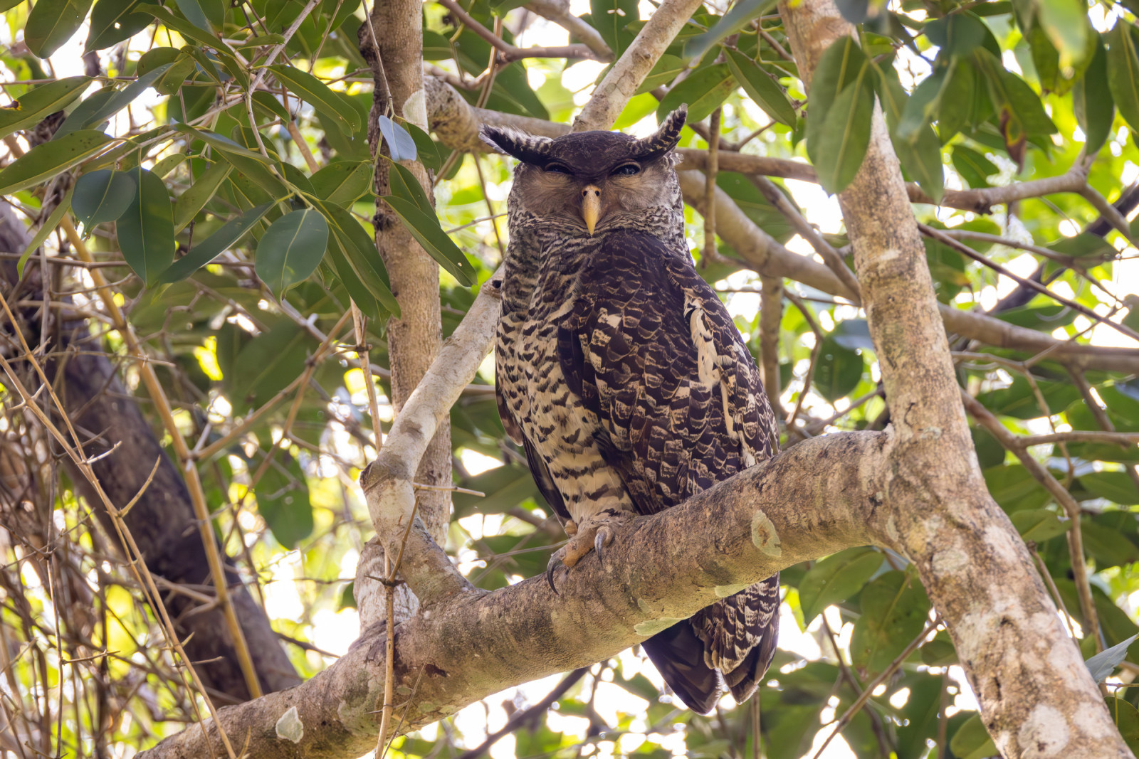 image Spot-bellied Eagle-Owl